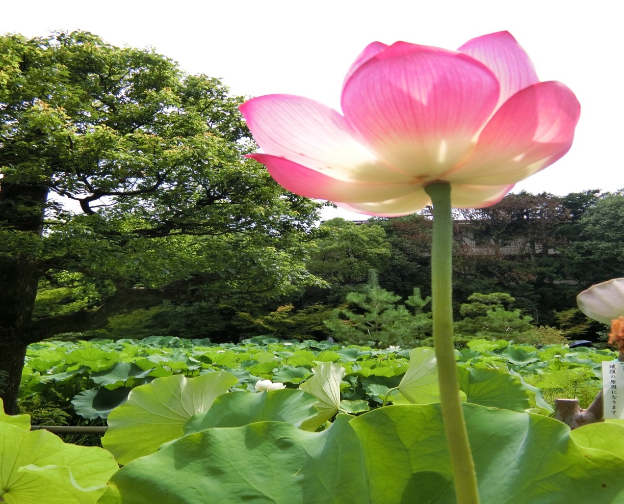 はすの花