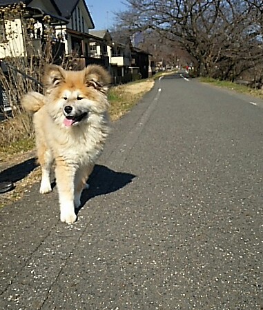 「わさお」御存知ですか？