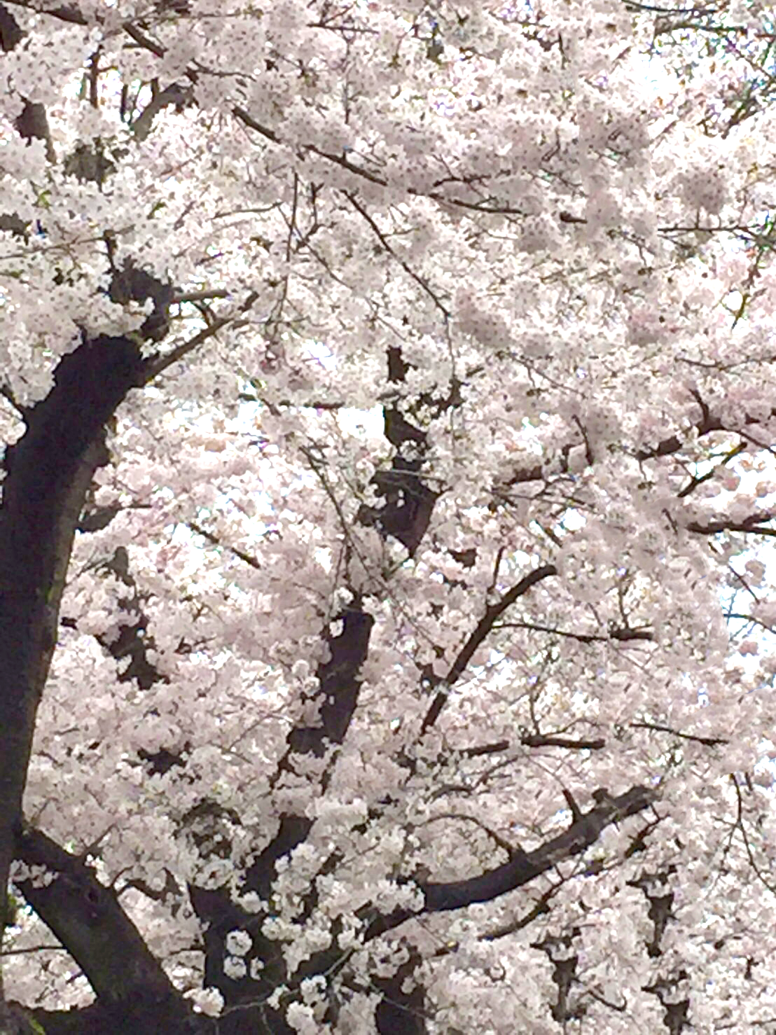 桜満開です