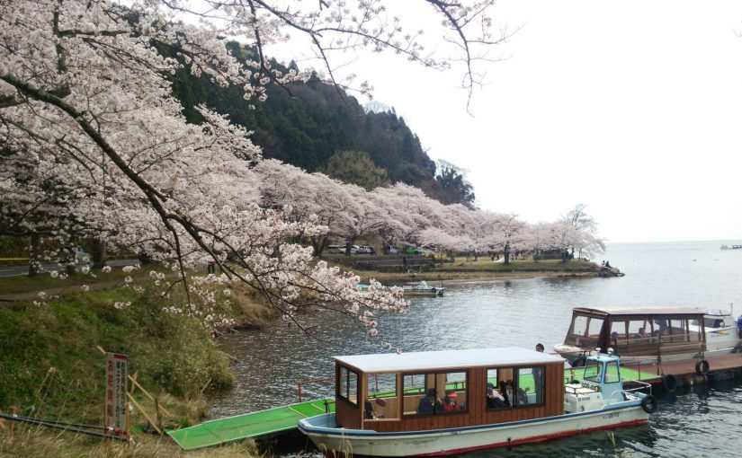 桜鑑賞ツアー🌸